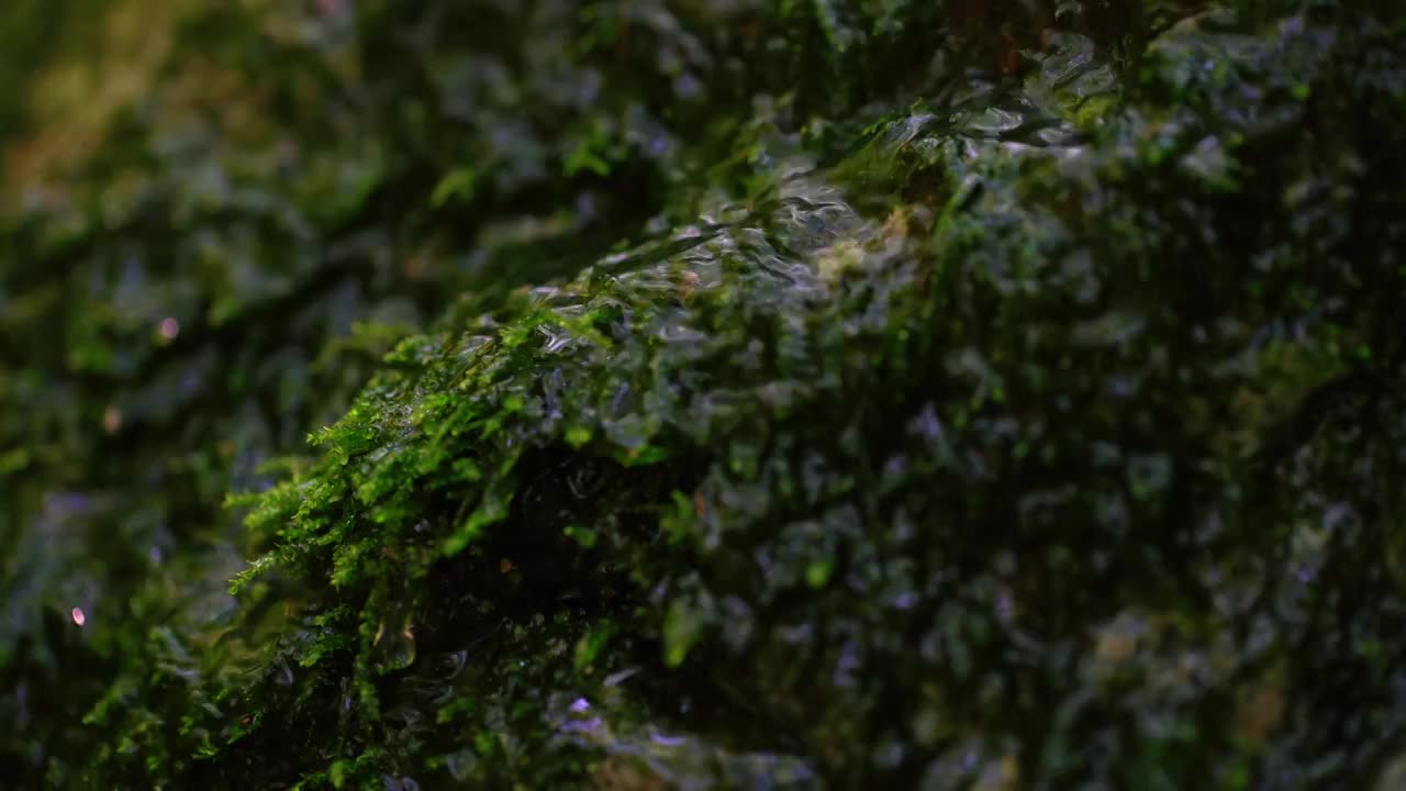 水漫过湿漉漉的青苔和苔藓视频素材