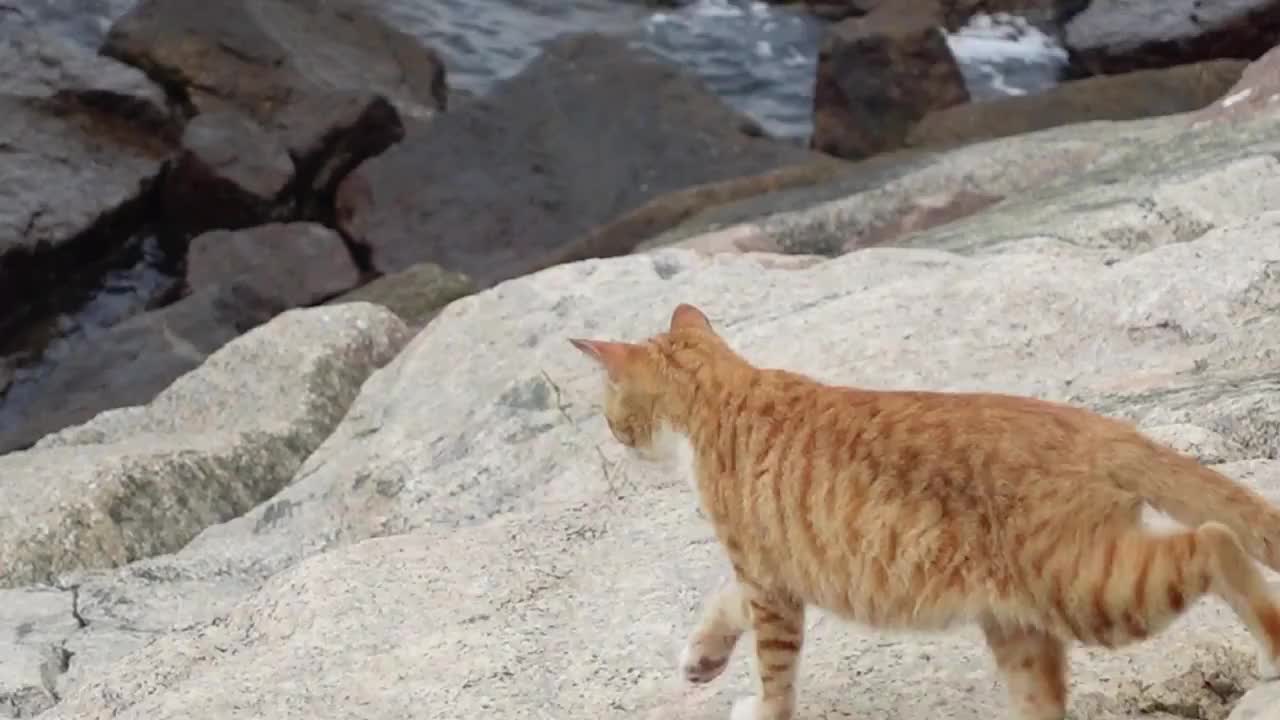 珠海市的离岛桂山岛上海边的一直小黄猫小猫咪视频下载