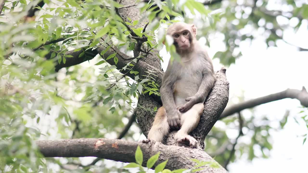 连云港花果山猴子视频下载