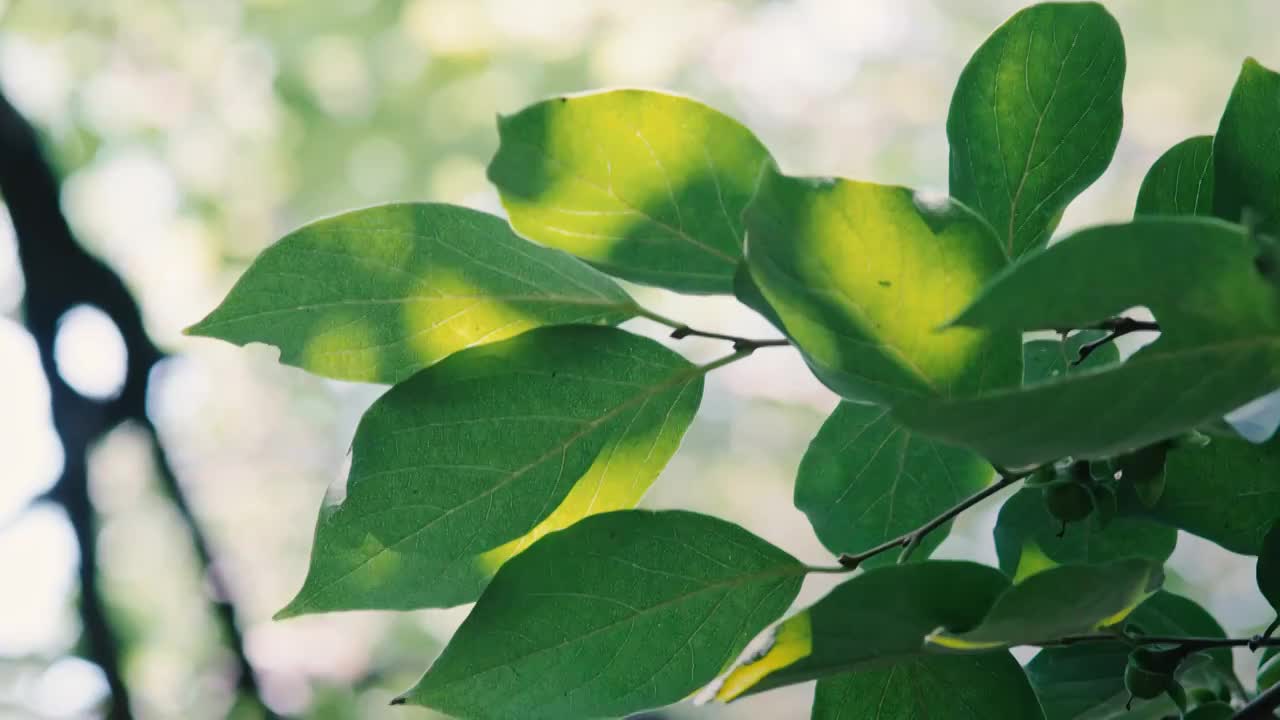 阳光照在绿叶上视频下载