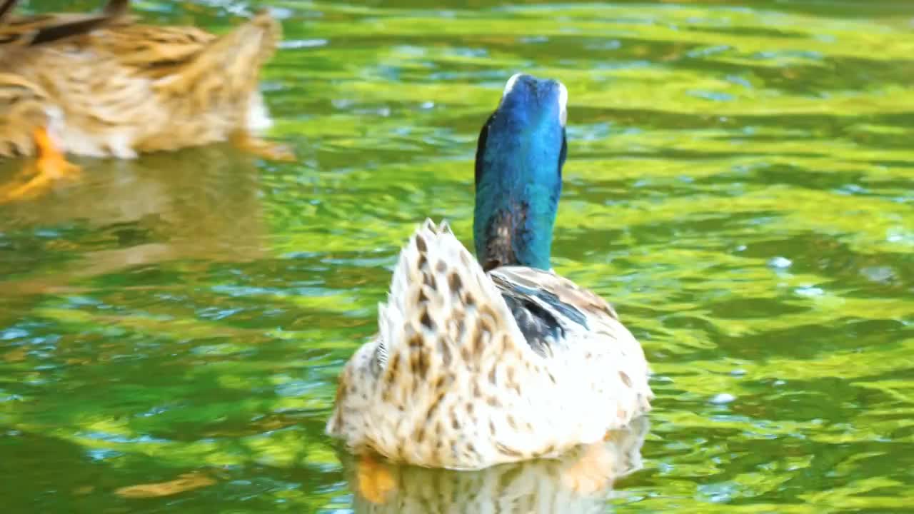 清晨湿地森林湖泊自然公园保护区内碧绿春水绿头野鸭正在水中游泳鸭子羽毛泛着光泽生态生机勃勃鸟类活动频繁视频素材