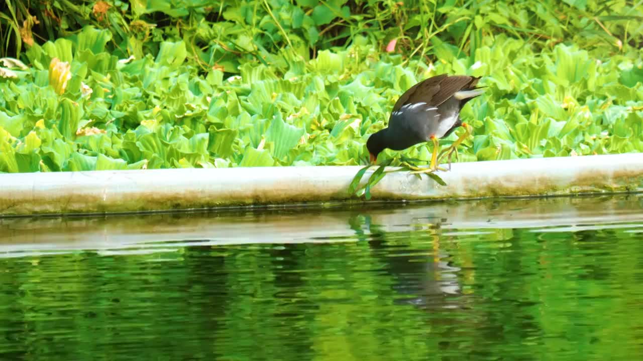 日落黄昏夏天公园乡郊原生态湿地池塘里一只健康野生黑水鸡可爱小鸡正在觅食美丽生物环境构成自然美好画卷视频素材