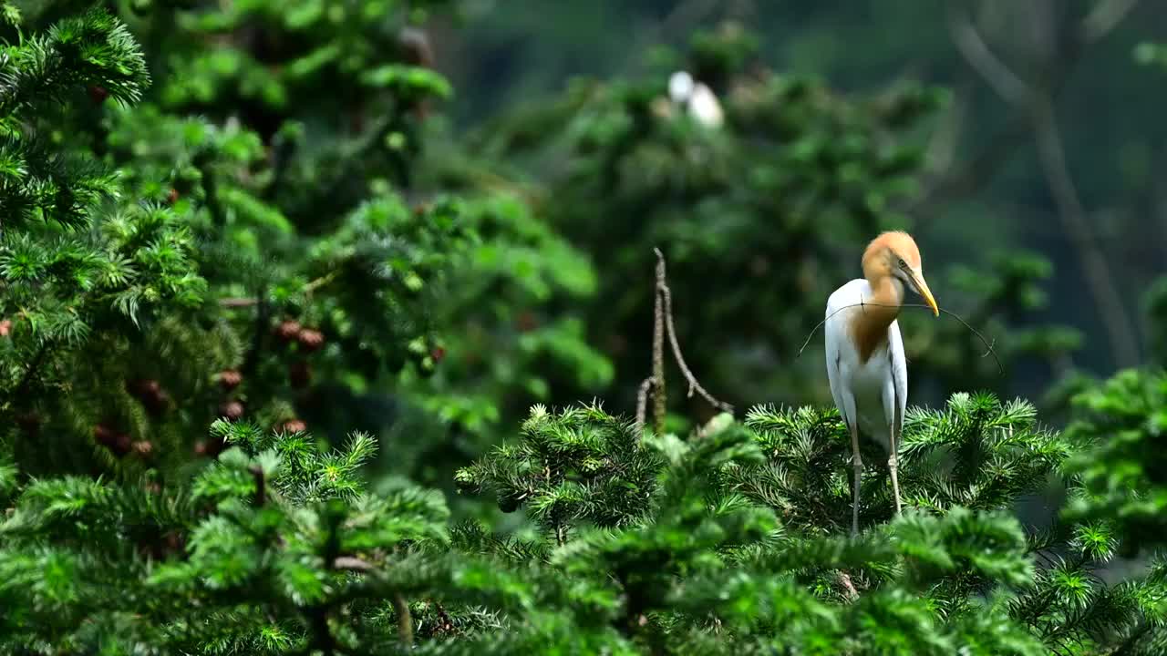 牛背鹭栖息地视频素材