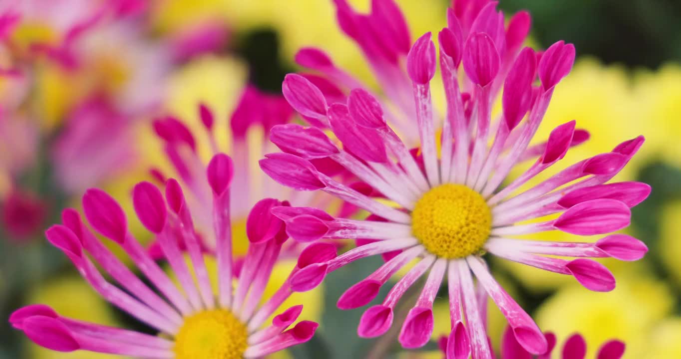 户外粉色盛开的花朵视频素材