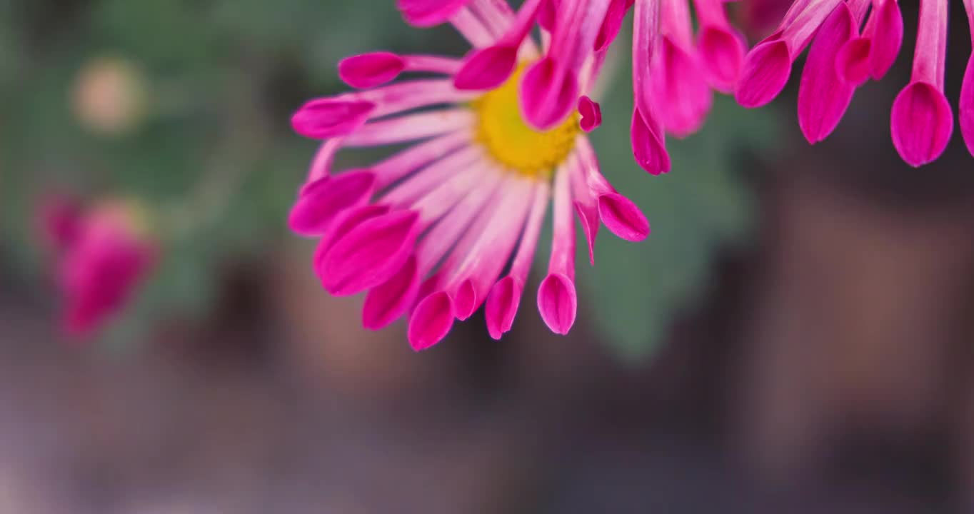 户外粉色盛开的花朵视频素材