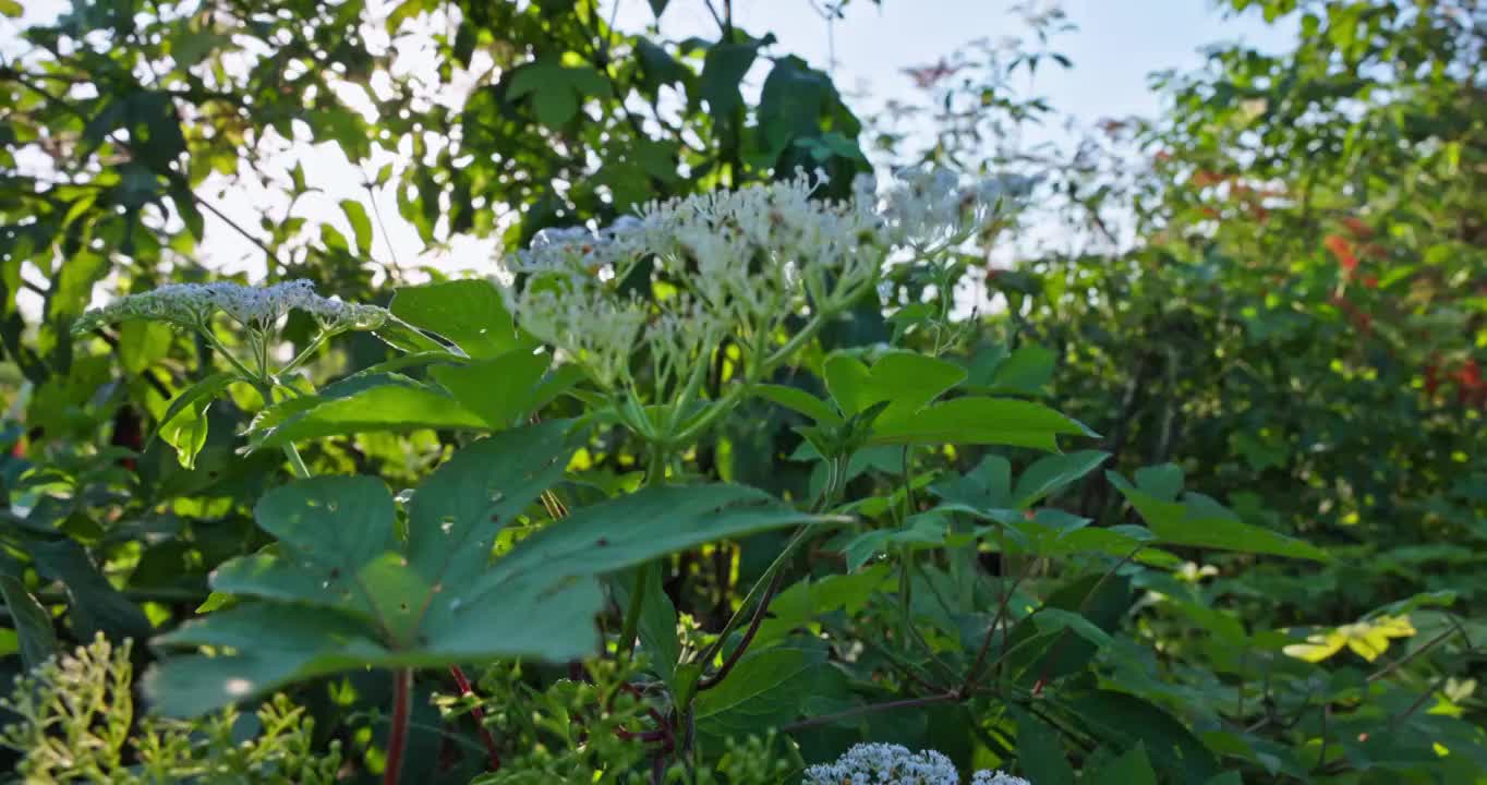 夕阳下的野生植物视频素材