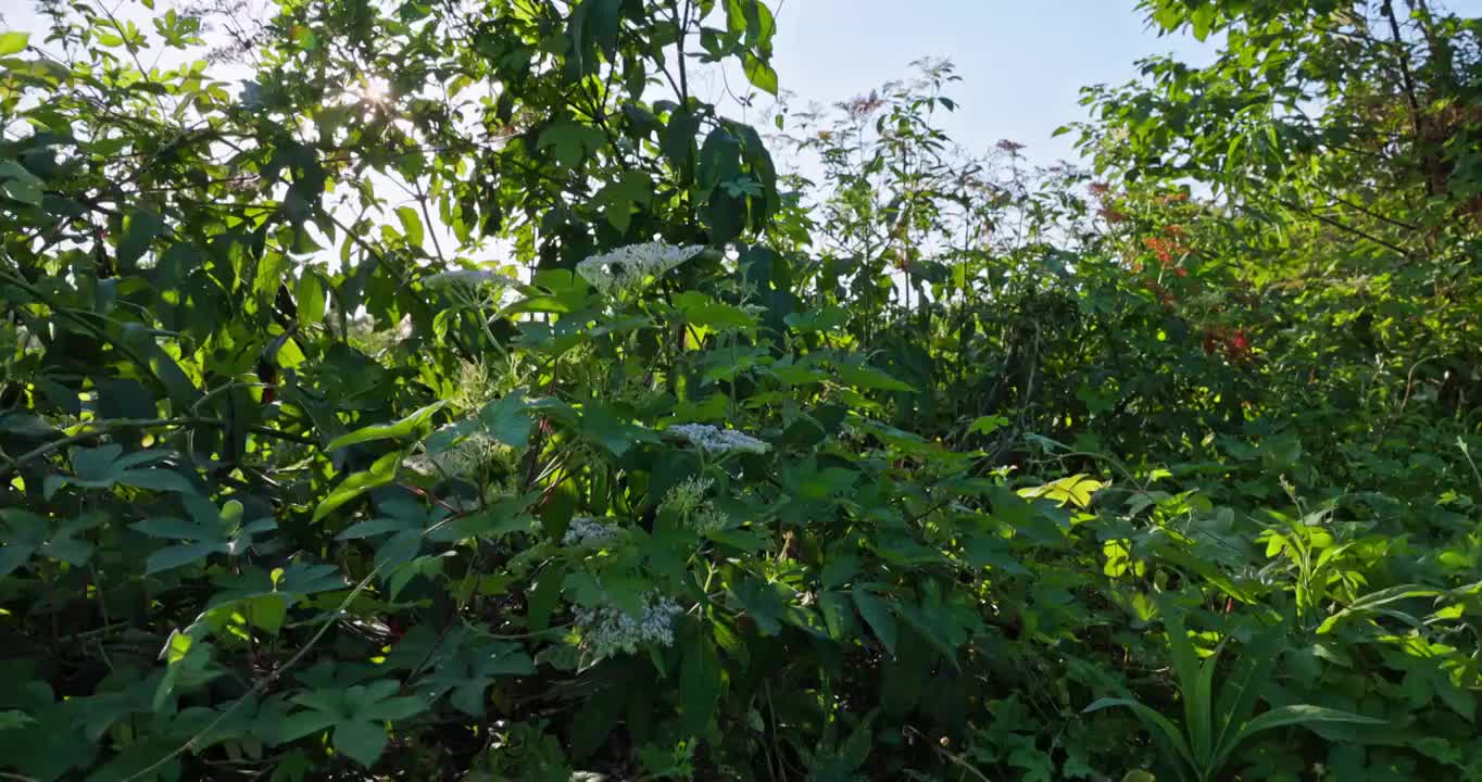 夕阳下的野生植物视频素材