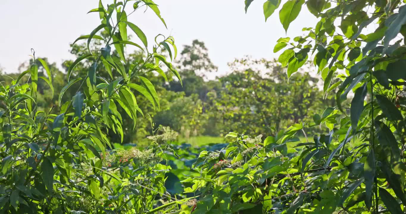 夕阳下的野生植物视频素材