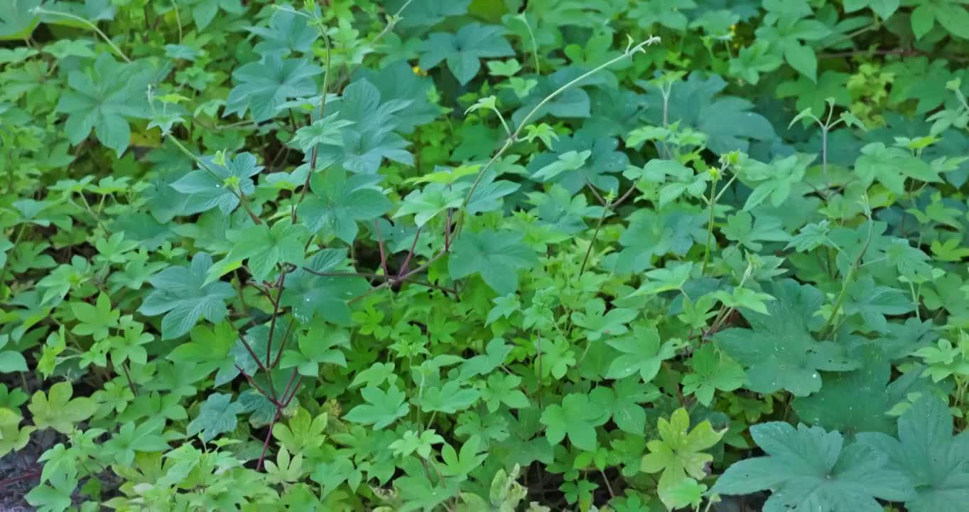 夕阳下的野生植物视频素材