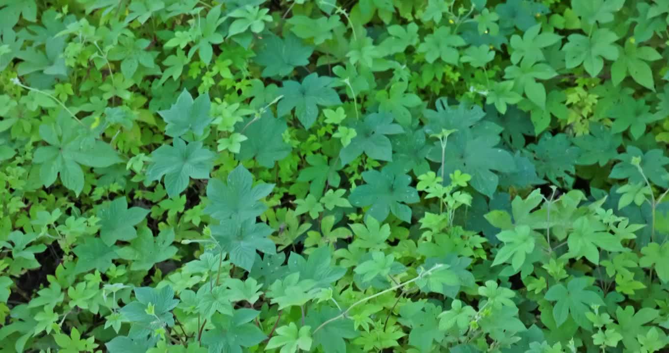 夕阳下的野生植物视频素材