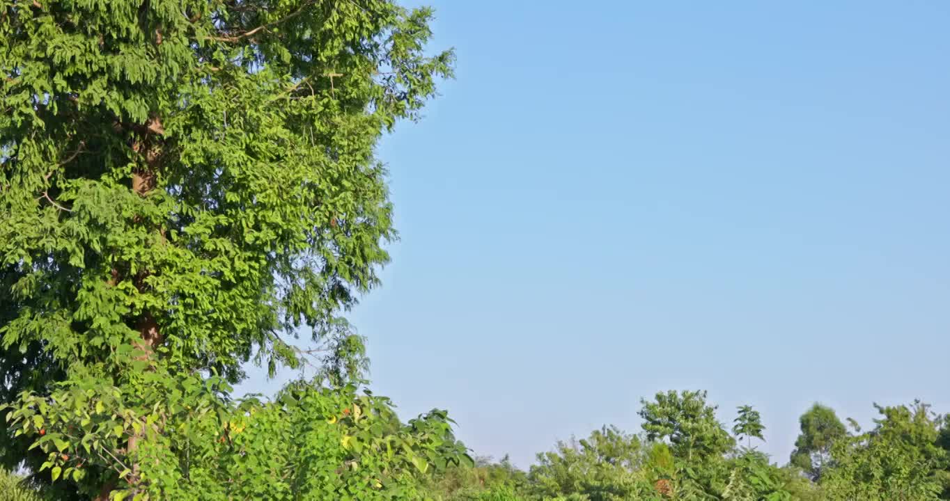 夕阳下的野生植物视频素材