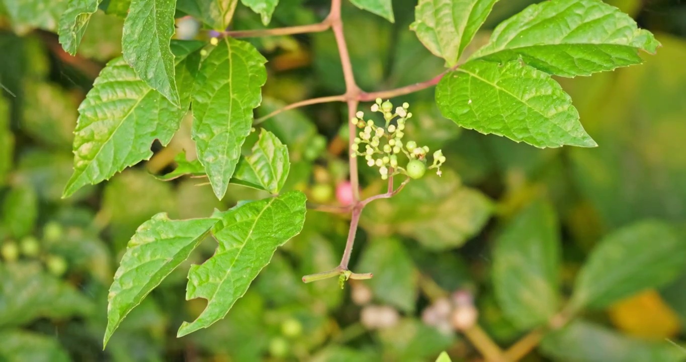 夕阳下的野生植物视频素材