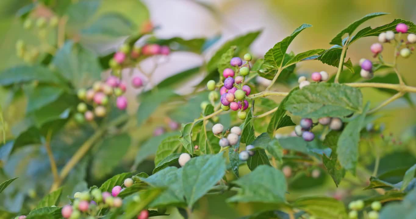 夕阳下的野生植物视频素材