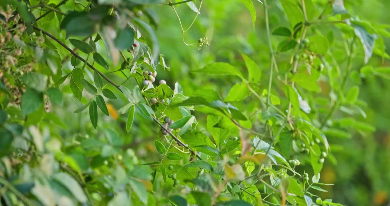 夕阳下的野生植物视频素材