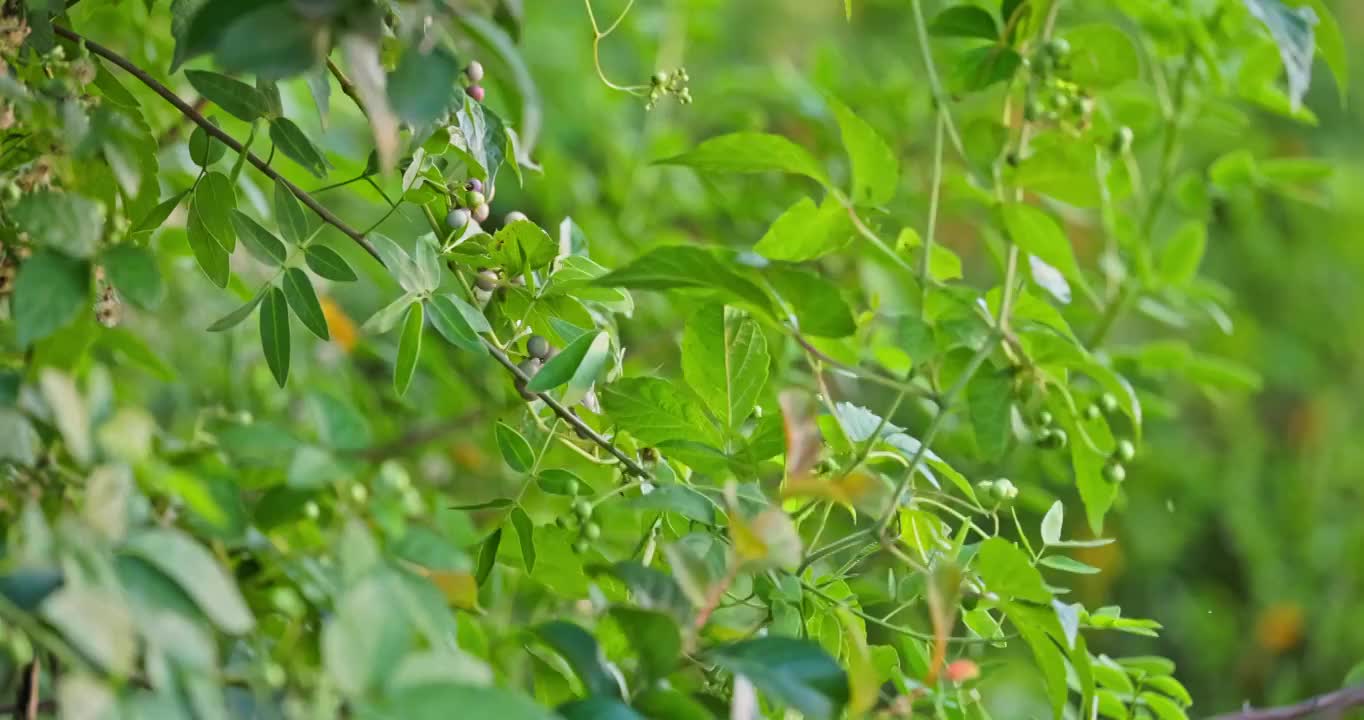 夕阳下的野生植物视频素材