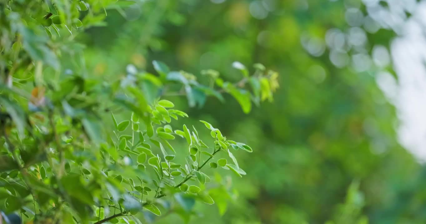 夕阳下的野生植物视频素材