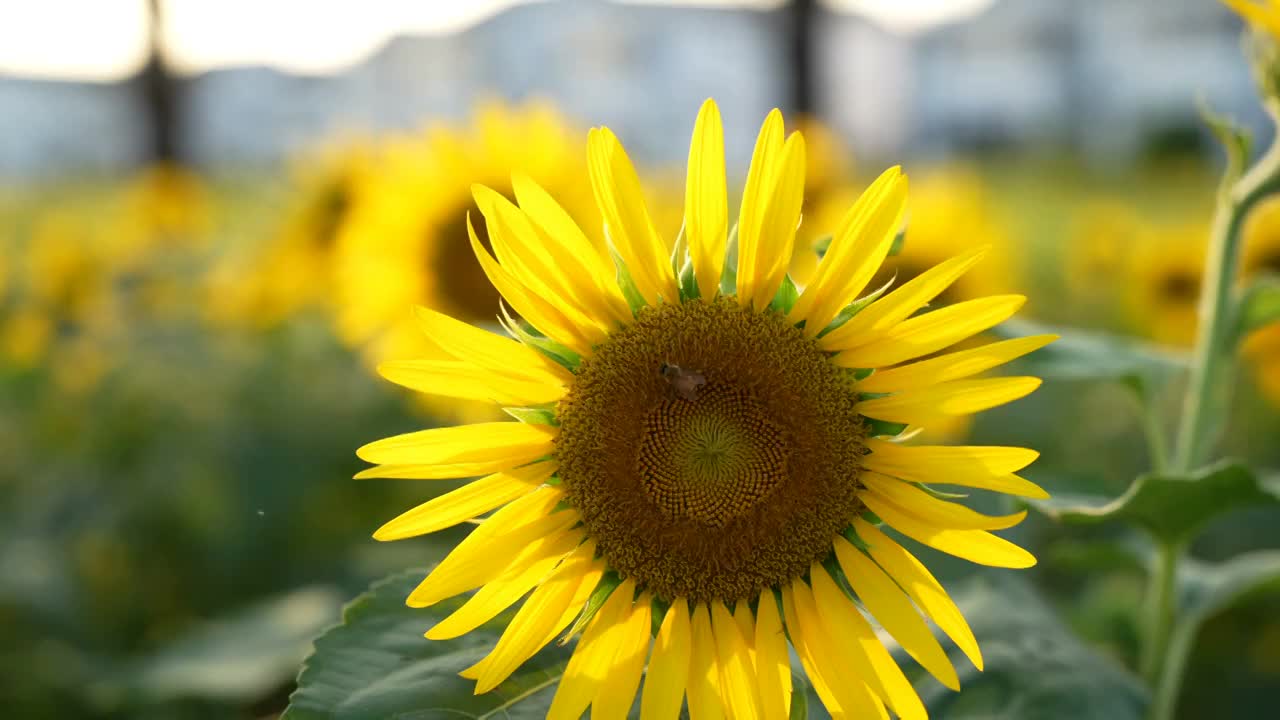 蜜蜂在向日葵上采蜜视频素材