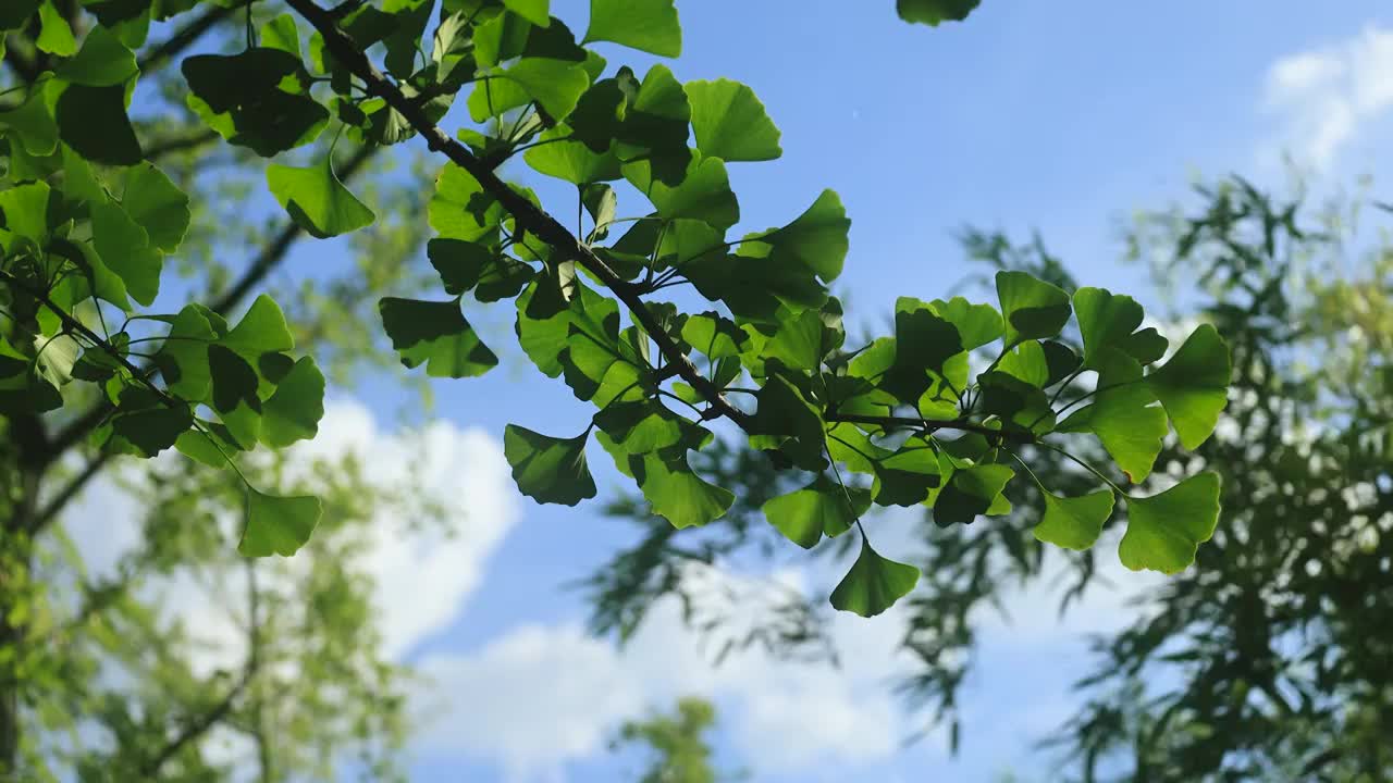 蓝天背景下阳光照射在树林中的银杏叶上视频素材