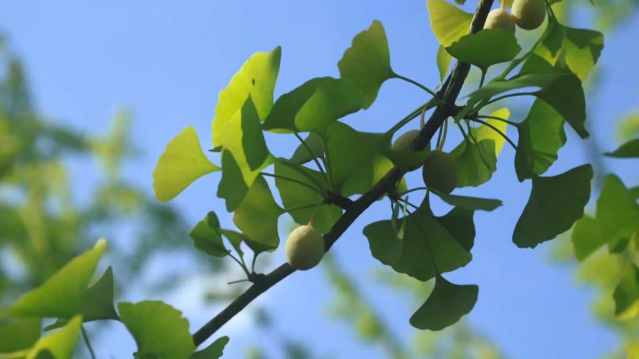 开始泛黄的银杏树叶和果实在阳光下的姿态视频素材