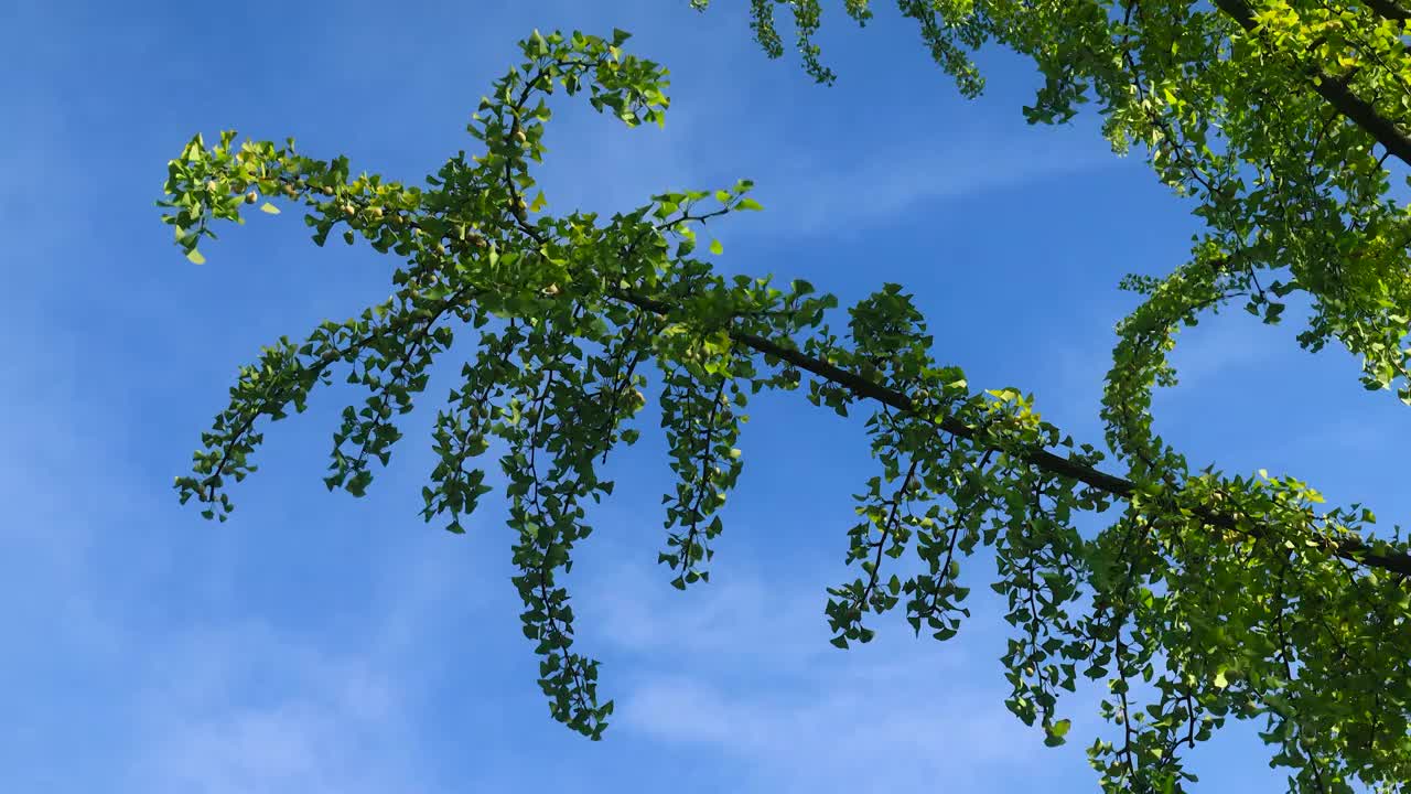 蓝天下的银杏树枝视频素材