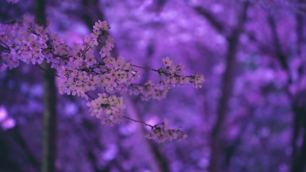 上海虹口夜晚紫色灯光照亮的樱花视频素材