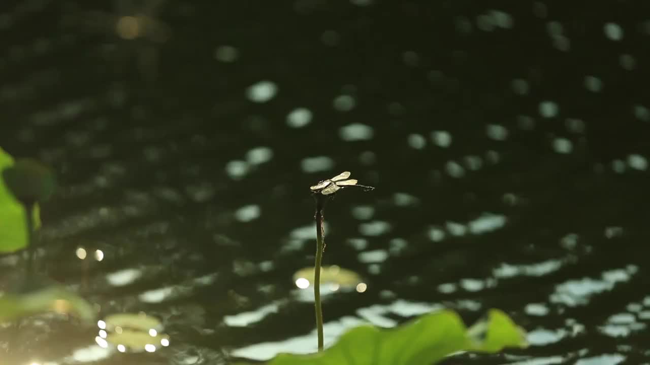 水面荷花杆上的蜻蜓视频素材