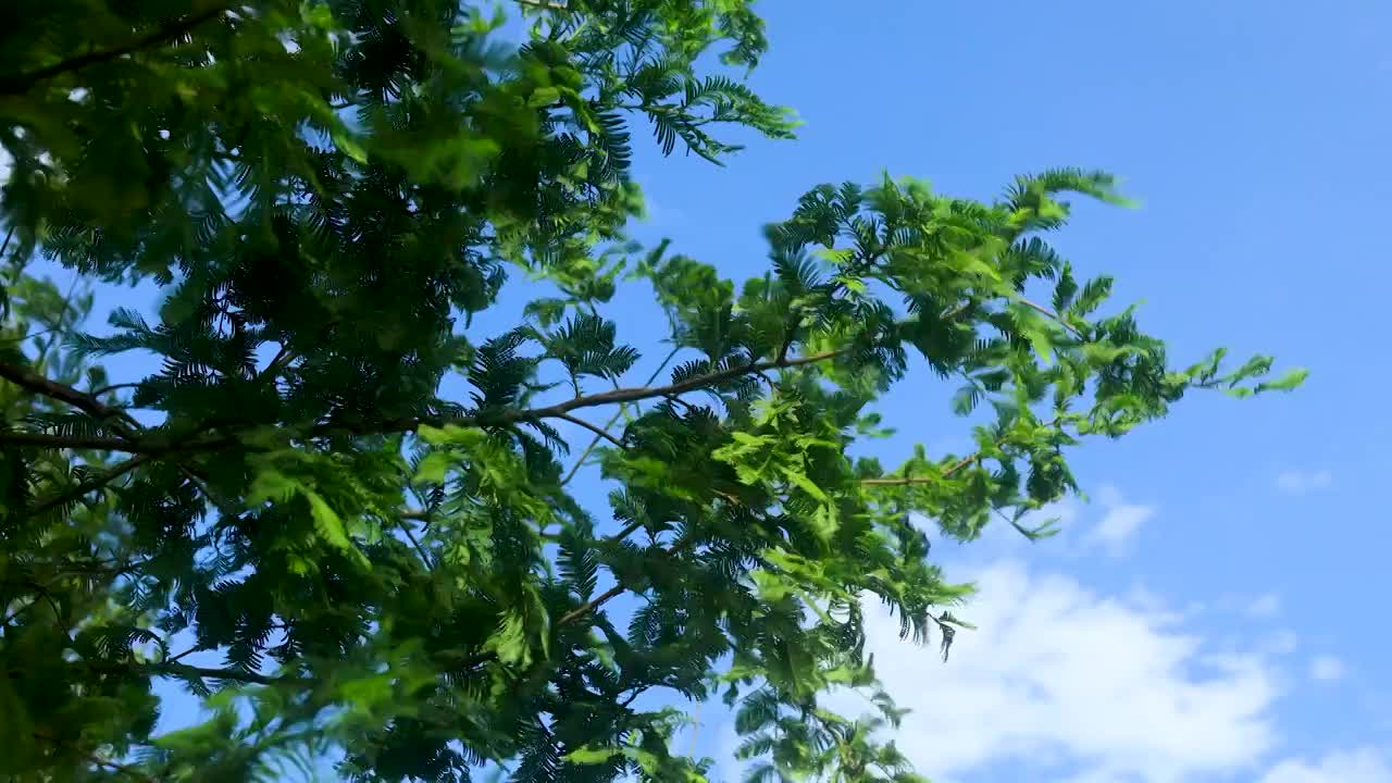 蓝天阳光照射下的随风摇摆的绿色树枝视频素材