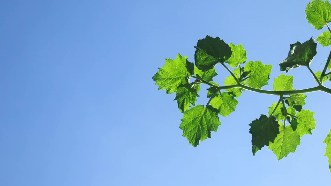 蓝色天空下的绿色植物的藤条叶子视频素材