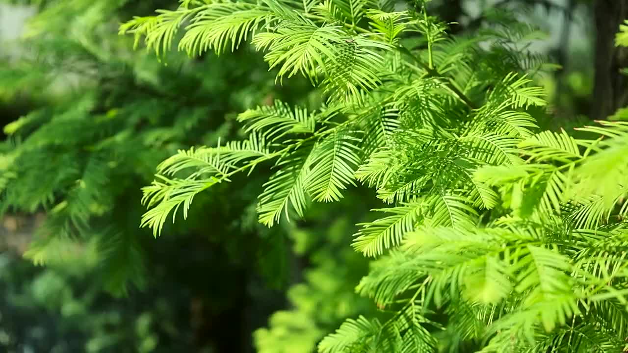 阳光下的树叶树下的绿道行人走过视频素材