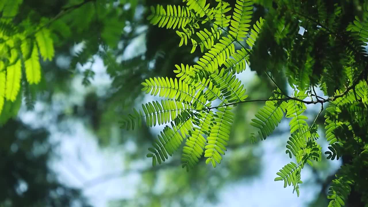 森林中的阳光照射下的树叶视频素材