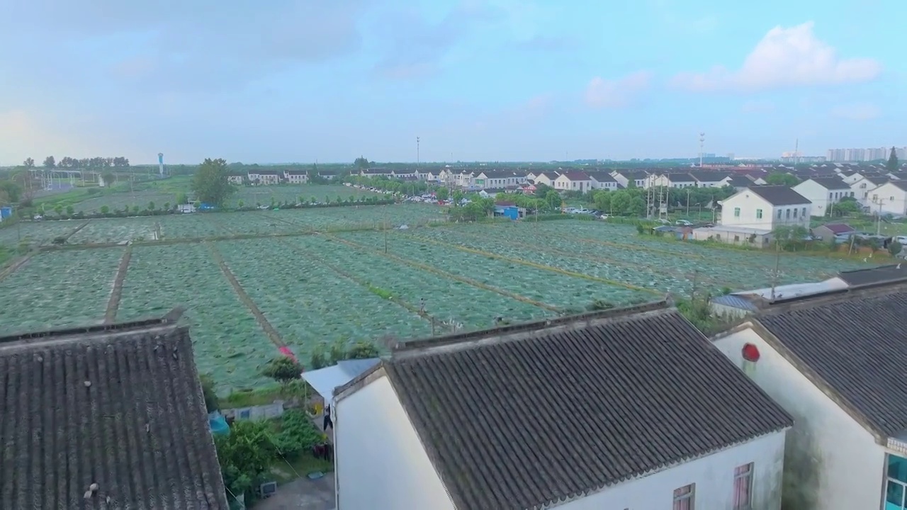 苏州夏天鸡头米收获视频素材