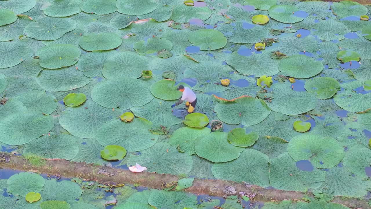 苏州夏天鸡头米收获视频素材