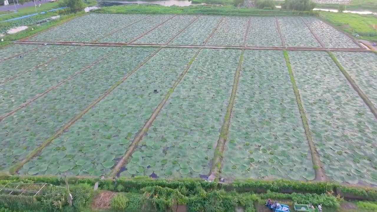 苏州夏天鸡头米收获视频素材