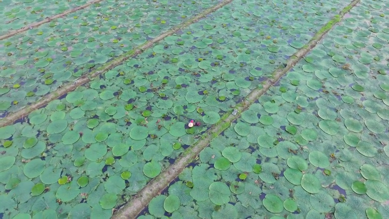 苏州夏天鸡头米收获视频素材