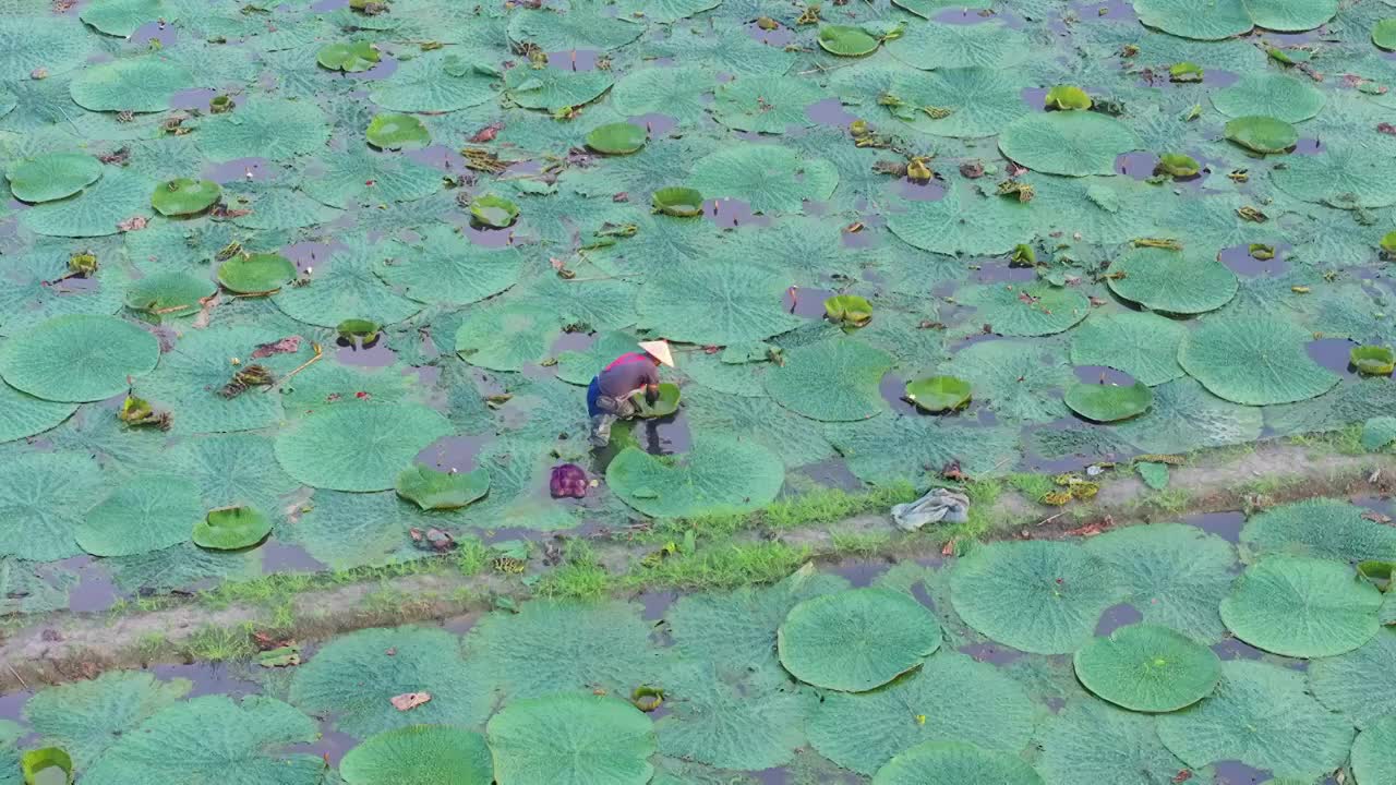 苏州夏天鸡头米收获视频素材