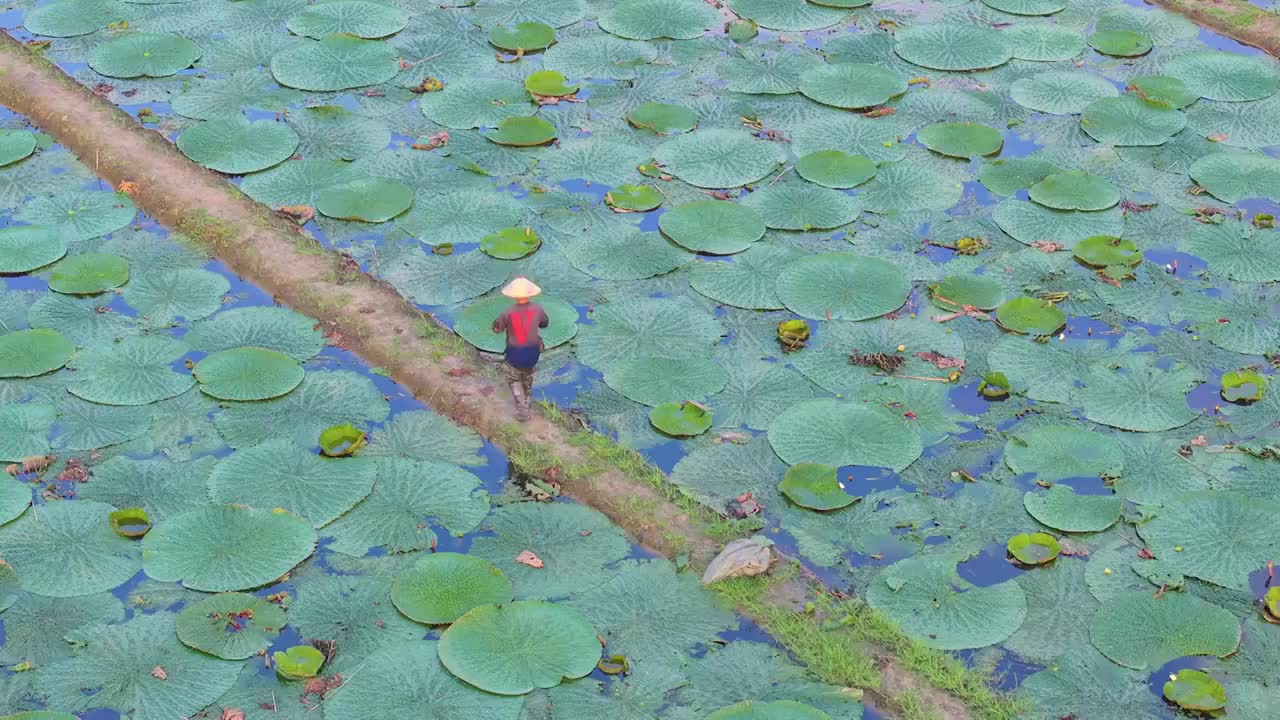 苏州夏天鸡头米收获视频素材