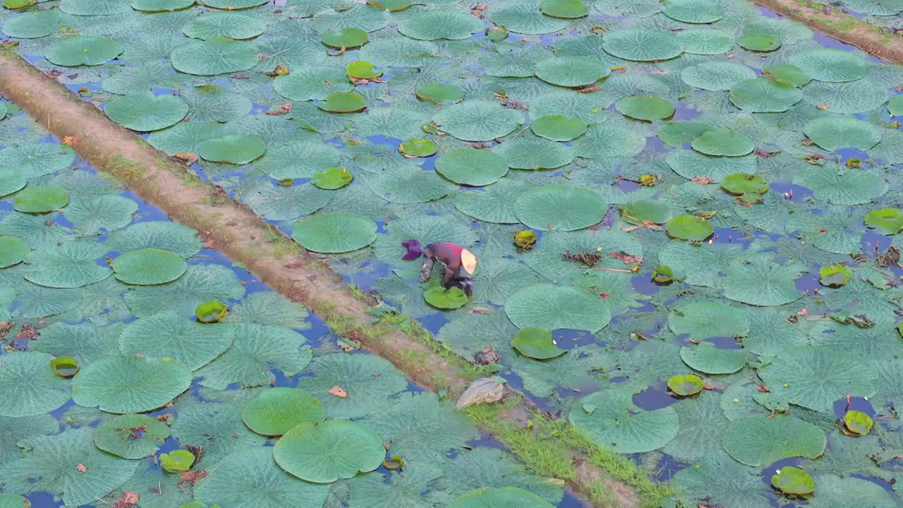 苏州夏天鸡头米收获视频素材