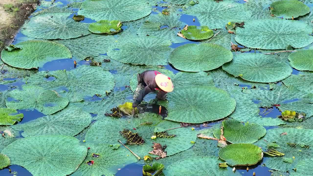 苏州夏天鸡头米收获视频素材