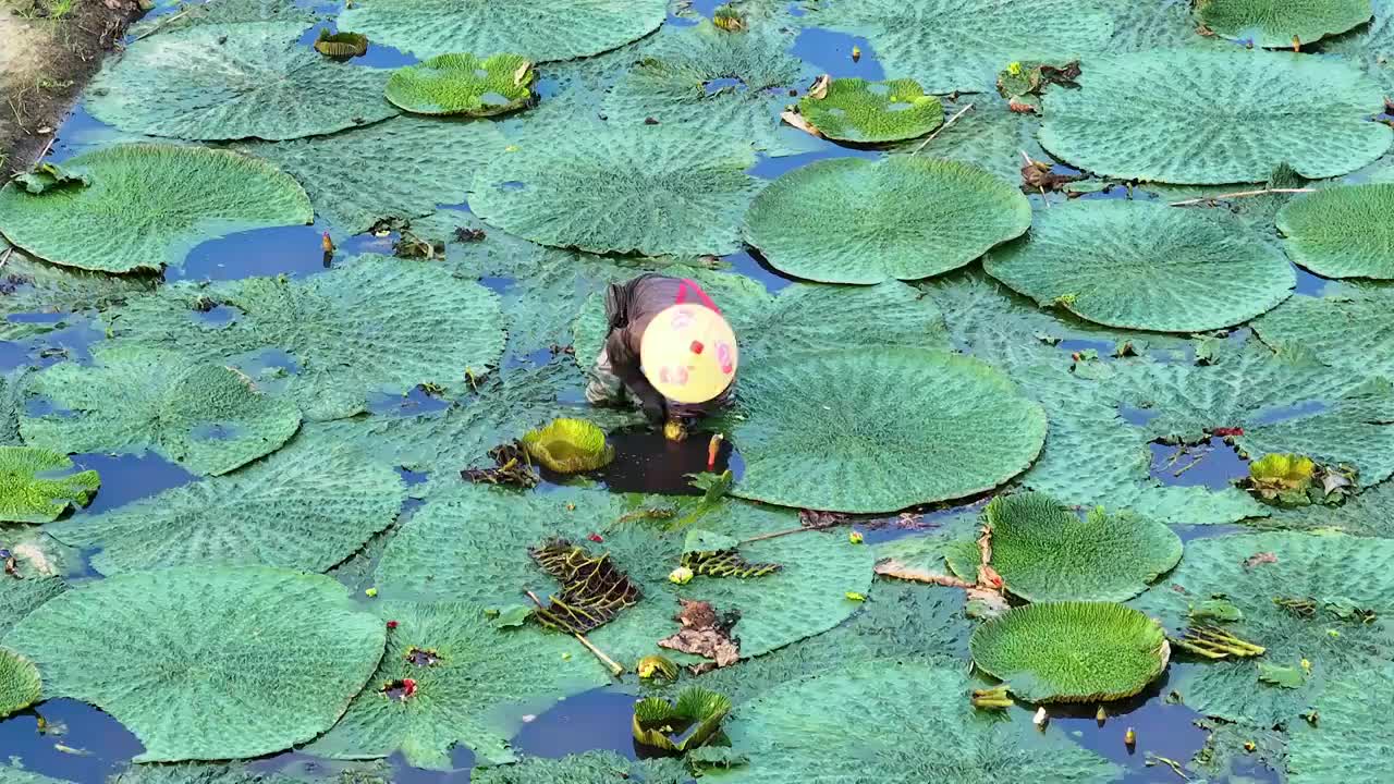 苏州夏天鸡头米收获视频素材