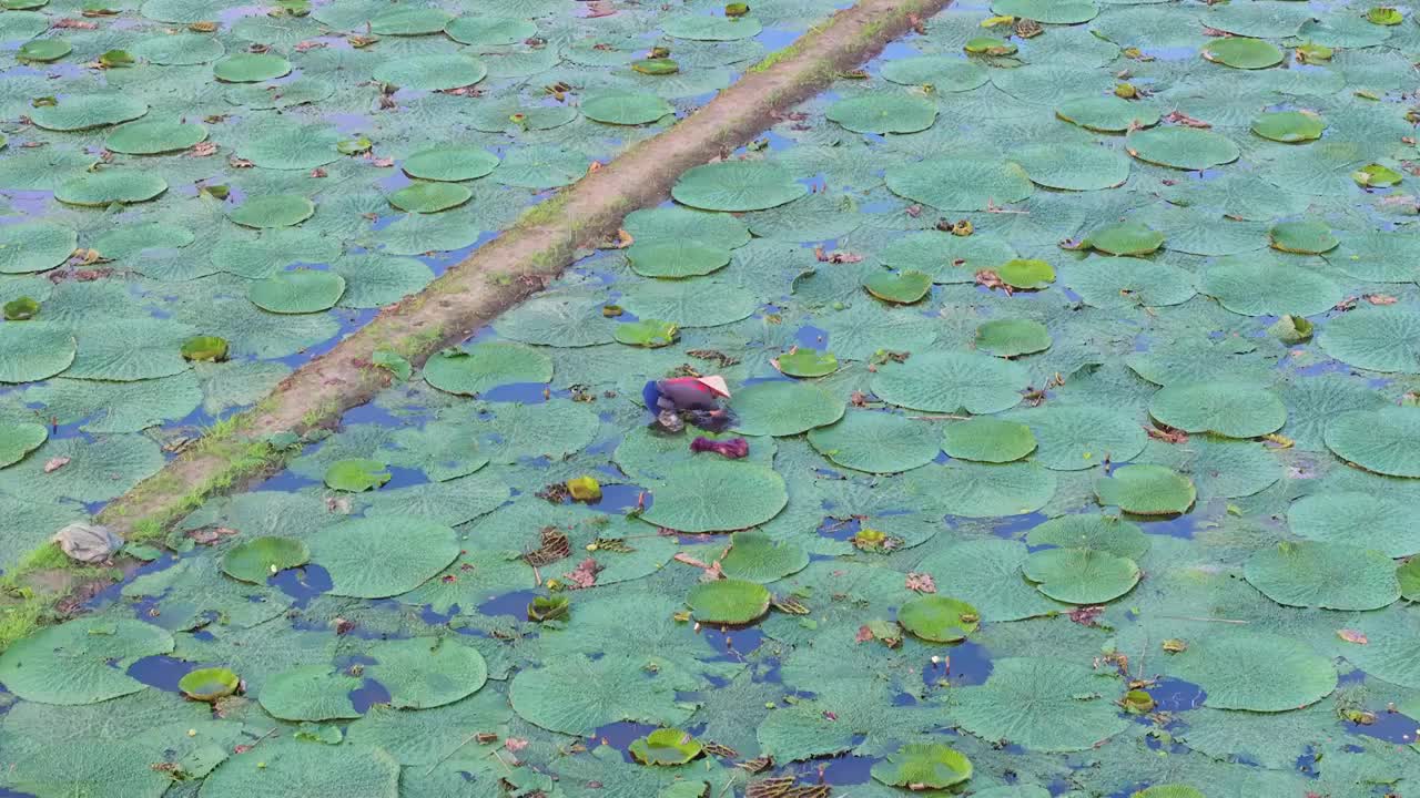 苏州夏天鸡头米收获视频素材