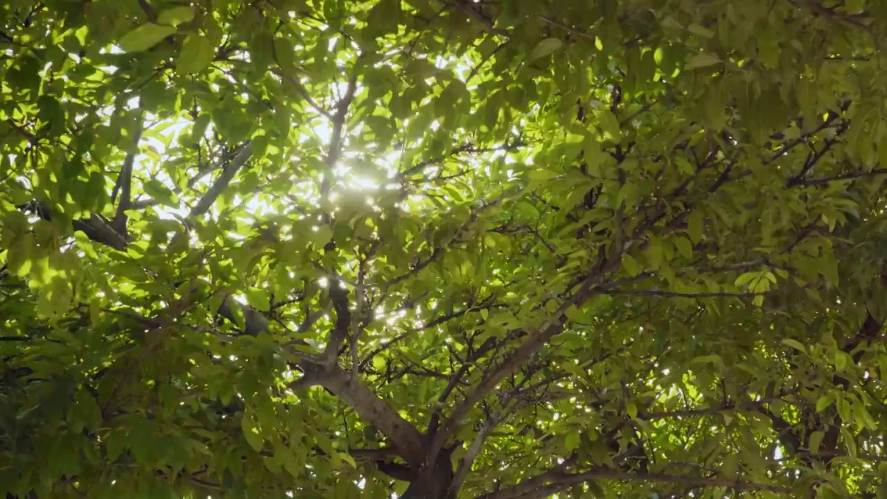 夏日阳光透过树叶逆光照射视频素材