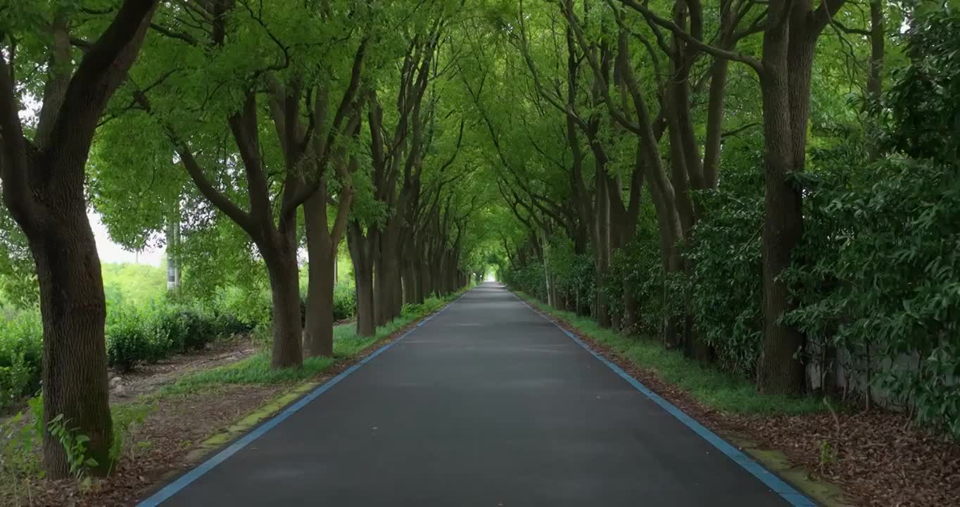 仰拍一镜到底阳光树林树技树荫大道视频素材