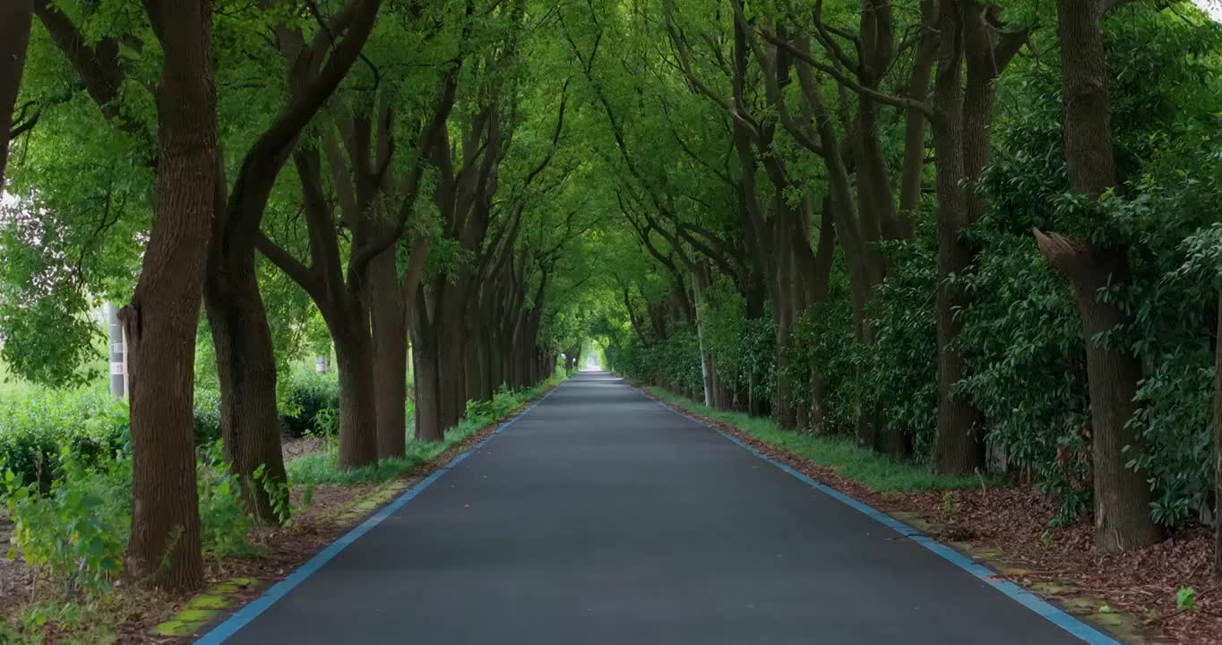 仰拍一镜到底阳光树林树技树荫大道视频素材