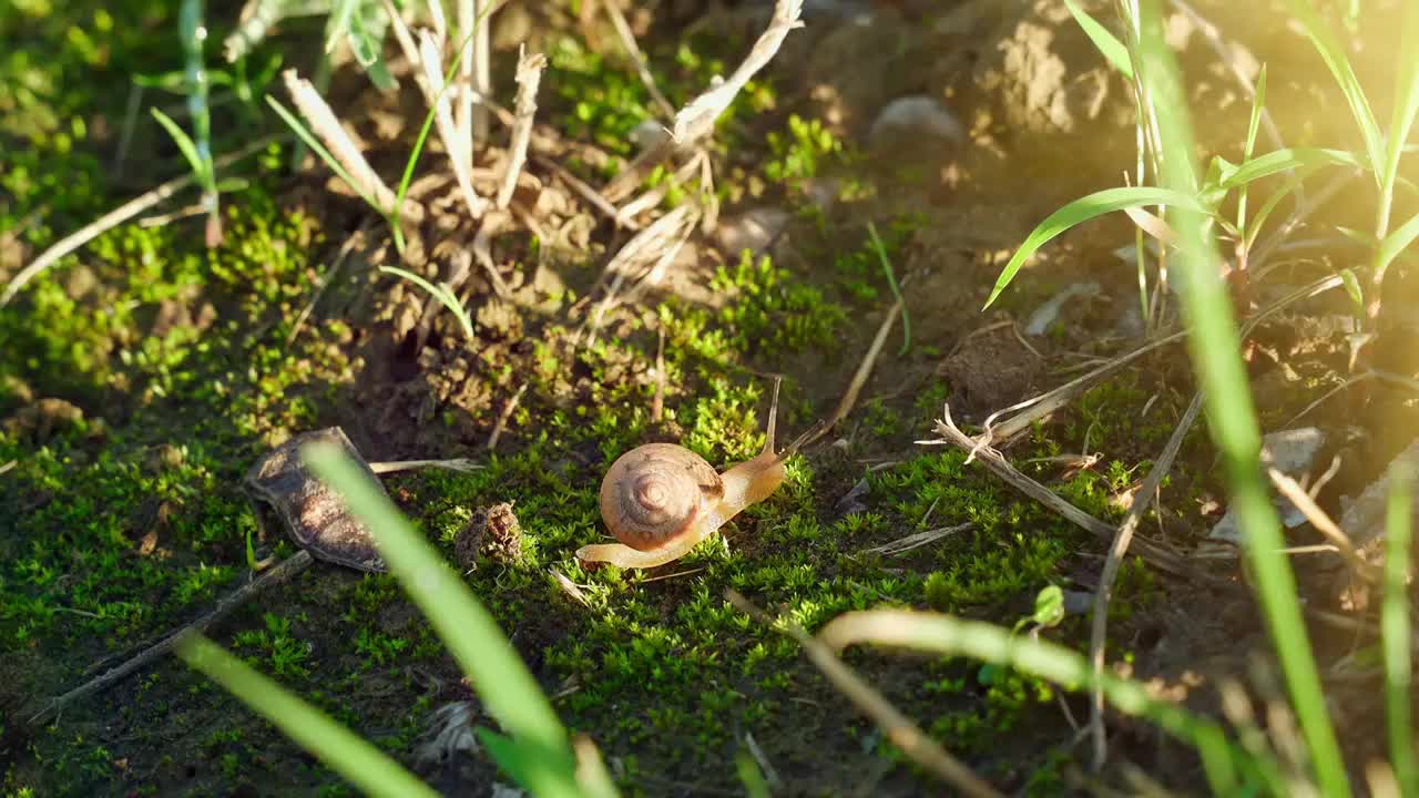 苔藓上的蜗牛视频素材