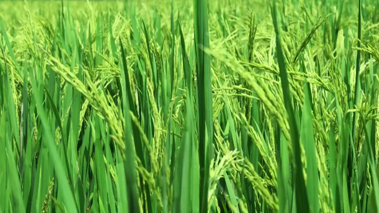 湖北襄阳 阳光 水稻 扬花期 稻田 种植 粮食视频素材