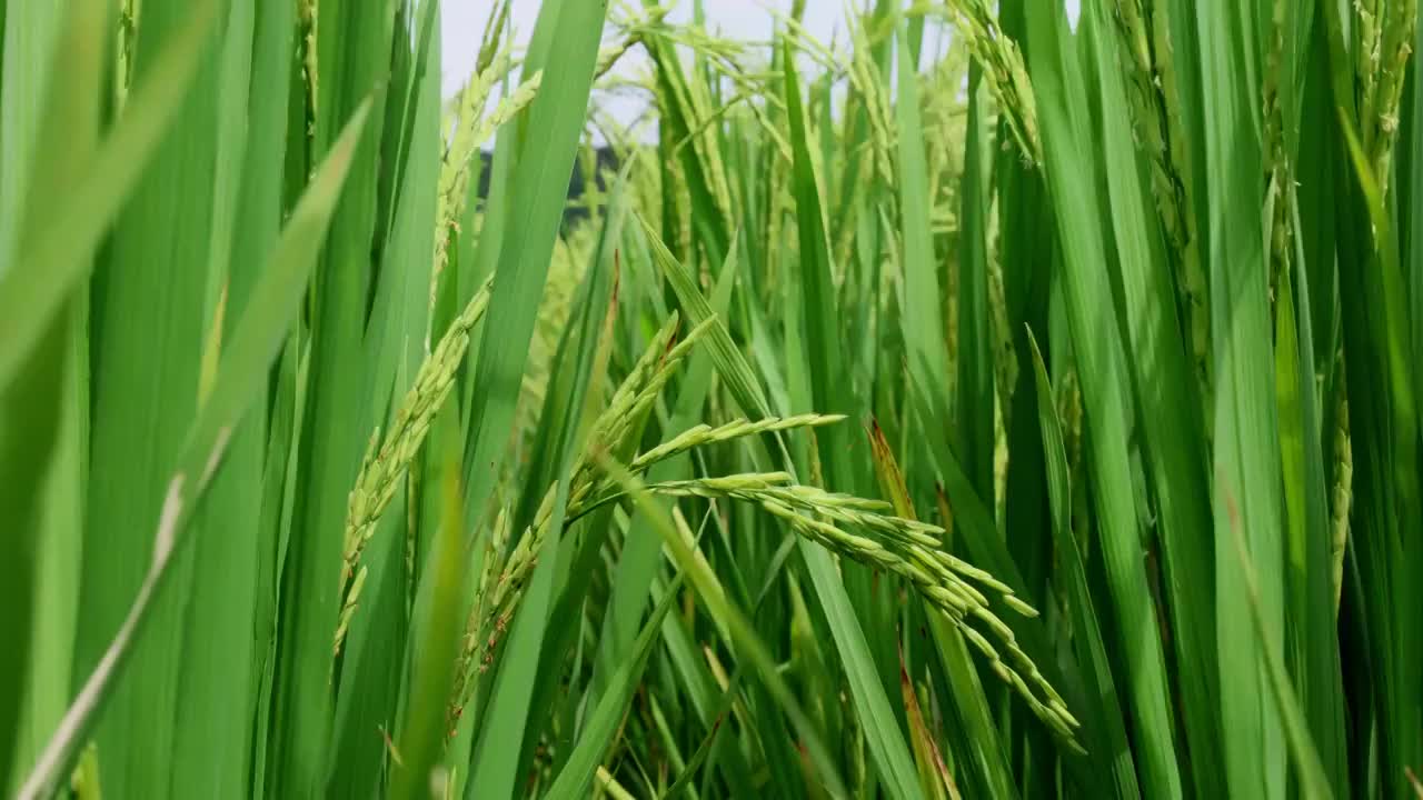 湖北襄阳 阳光 水稻 扬花期 稻田 种植 粮食视频素材