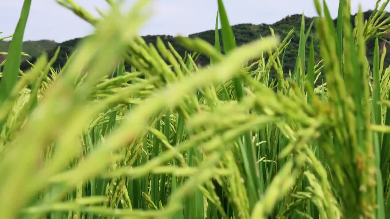 湖北襄阳 阳光 水稻 扬花期 稻田 种植 粮食视频素材