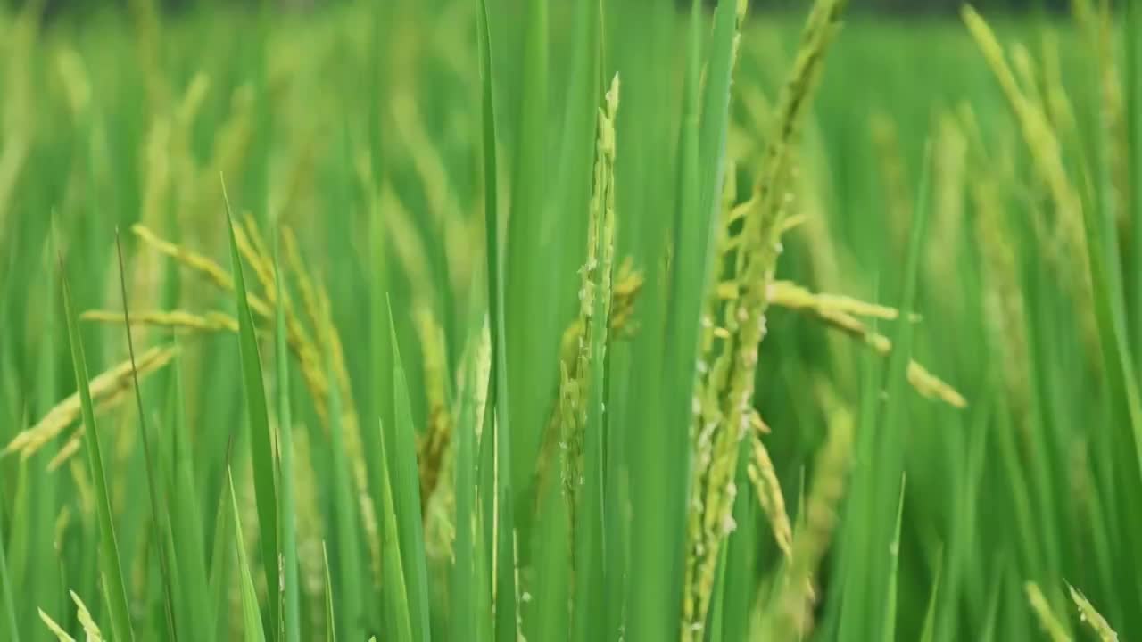 湖北襄阳 阳光 水稻 扬花期 稻田 种植 粮食视频素材