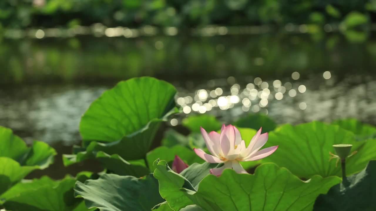 大连前关湿地公园盛开的荷花和泛光的水面视频素材