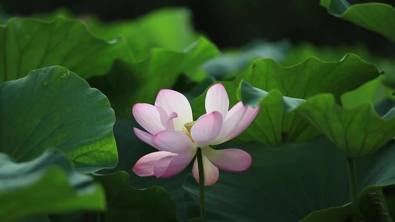 大连前前关城市中央湿地公园盛开的荷花视频素材